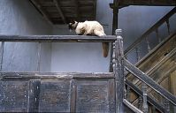 Spanien-Kanarische-Lanzarote-Teguise-199504-408.jpg