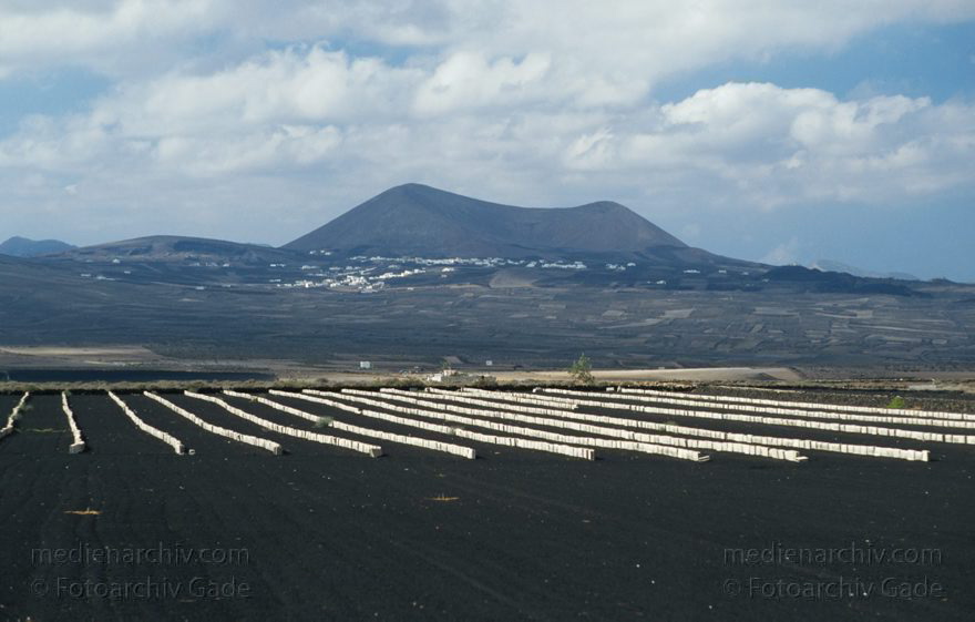 Lanzarote. Landwirtschaft. Felder. Gemüseanbau
1996. Spanien. Kanarische Inseln. Lanzarote. Landwirtschaft. Felder. Gemüseanbau
Schlüsselwörter: 1996;Feld;Felder;Kanarische Inseln;Landwirtschaft;Lanzarote;Spanien
