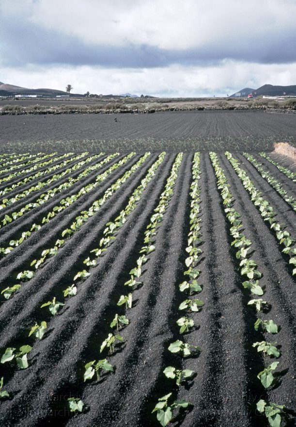 Lanzarote. Landwirtschaft. Felder. Gemüseanbau
1996. Spanien. Kanarische Inseln. Lanzarote. Landwirtschaft. Felder. Gemüseanbau
Schlüsselwörter: 1996;Felder;Kanarische Inseln;Landwirtschaft;Lanzarote;Spanien