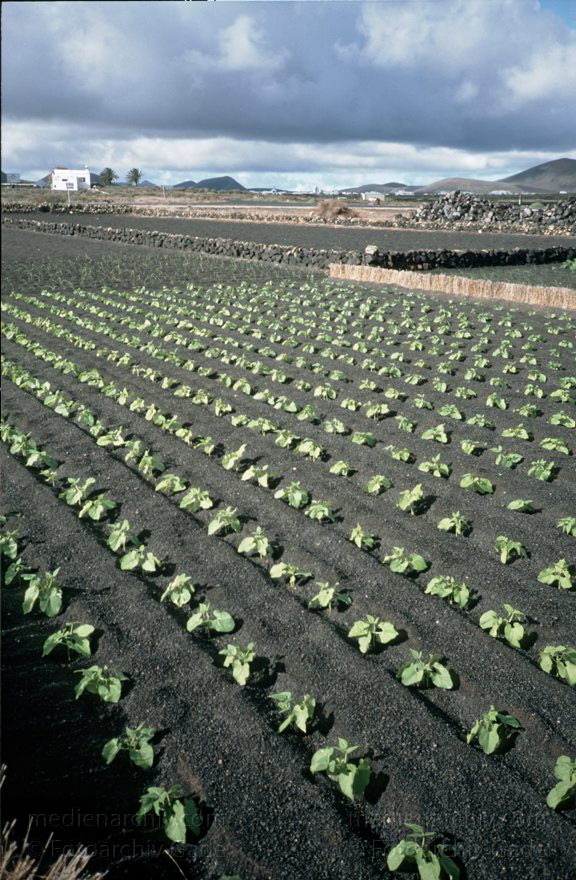Lanzarote. Landwirtschaft. Felder. Gemüseanbau
1996. Spanien. Kanarische Inseln. Lanzarote. Landwirtschaft. Felder. Gemüseanbau
Schlüsselwörter: 1996;Felder;Kanarische Inseln;Landwirtschaft;Lanzarote;Spanien