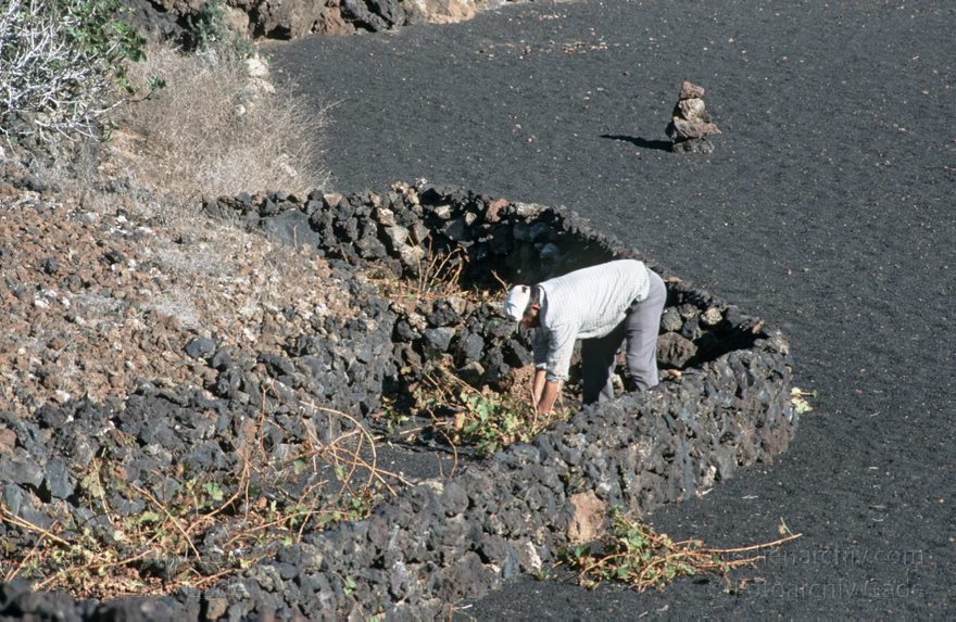 Lanzarote. Landwirtschaft. Felder. Weinanbau. Bauer
1996. Spanien. Kanarische Inseln. Lanzarote. Landwirtschaft. Felder. Weinanbau. Bauer
Schlüsselwörter: 1996;Bauer;Felder;Kanarische Inseln;Landwirtschaft;Lanzarote;Spanien;Weinreben