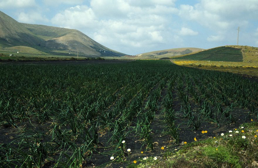 1991. Spanien Kanarische Inseln. Lanzarote. Zwiebelfeld
1991. Spanien Kanarische Inseln. Lanzarote. Zwiebelfeld
Schlüsselwörter: 1991;Feld;Kanarische Inseln;Landwirtschaft;Lanzarote;Spanien;Zwiebeln