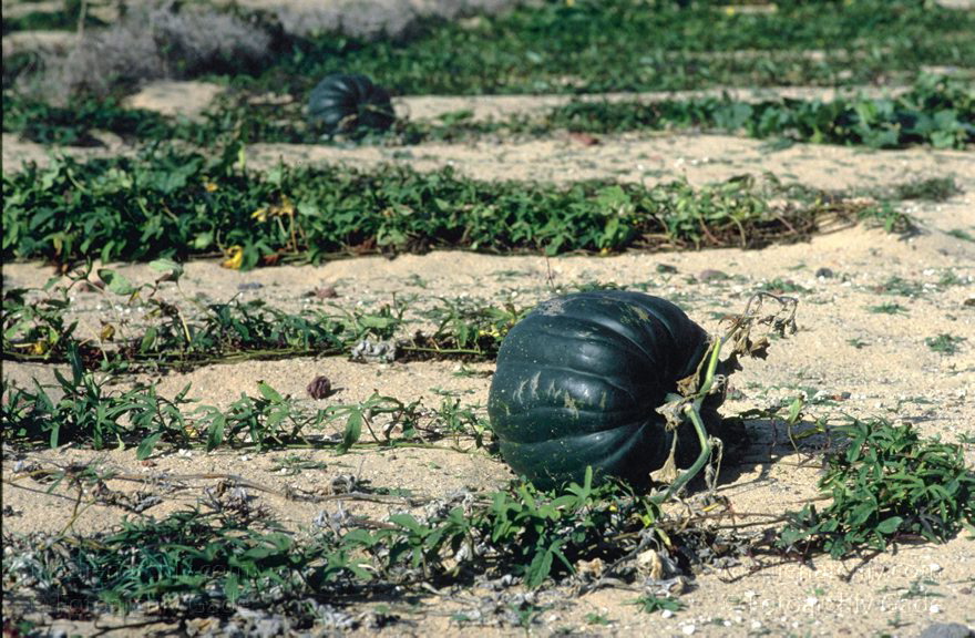 Lanzarote.  Kürbisanbau bei Soo. Landwirtschaft
November 1993. Spanien. Kanarische Inseln. Lanzarote.  Kürbisanbau bei Soo. Landwirtschaft
Schlüsselwörter: 1993;Farmara;Kanarische Inseln;Kürbis;Kürbisfelder;Kürbisse;Landwirtschaft;Lanzarote;Spanien