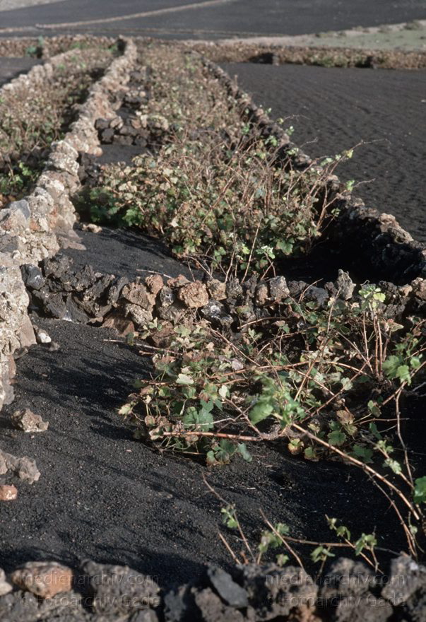 Lanzarote. Landwirtschaft. Felder. Weinanbau
1994. Spanien. Kanarische Inseln. Lanzarote. Landwirtschaft. Felder. Weinanbau
Schlüsselwörter: 1994;Felder;Kanarische Inseln;Landwirtschaft;Lanzarote;Spanien;Weinreben