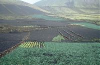 Dateiname=Spanien-Kanarische-Landwirtschaftzarote-Landwirtschaft-1992-325.jpg
Dateigröße=260KB
Abmessungen: 880x575
hinzugefügt am: 05. Januar 2016 Spanien-Kanarische-Landwirtschaftzarote-Landwirtschaft-1992-325.jpg