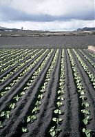 Dateiname=Spanien-Kanarische-Landwirtschaftzarote-Landwirtschaft-199612-254.jpg
Dateigröße=294KB
Abmessungen: 611x880
hinzugefügt am: 05. Januar 2016 Spanien-Kanarische-Landwirtschaftzarote-Landwirtschaft-199612-254.jpg