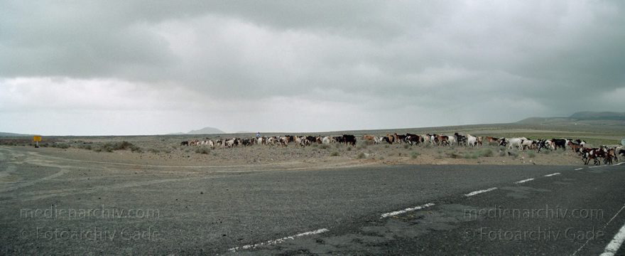 Lanzarote. Famara. Ziegenherde
November 1996. Spanien. Kanarische Inseln. Lanzarote. Famara. Ziegenherde
Schlüsselwörter: 1996;Canary Islands;Espana;Famara;Herde;Islas Canarias;Kanarische Inseln;Lanzarote;Spain;Spanien;Viehwirtschaft;Ziegen