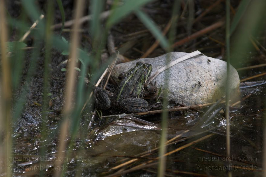 Mecklenburg-Vorpommern. Feldberger Seengebiet. Carwitz.
24. 6. 2006. Mecklenburg-Vorpommern. Feldberger Seengebiet. Carwitz. Fauna. Tiere. Amphibien. Frosch im Schilfgürtel.
Schlüsselwörter: Amphibien;Bufo;Bufonidae;Carwitz;Fauna;Feldberger Seengebiet;Frosch;Froschlurche;Frösche;Kröte;Mecklenburg-Vorpommern;2006;Tiere
