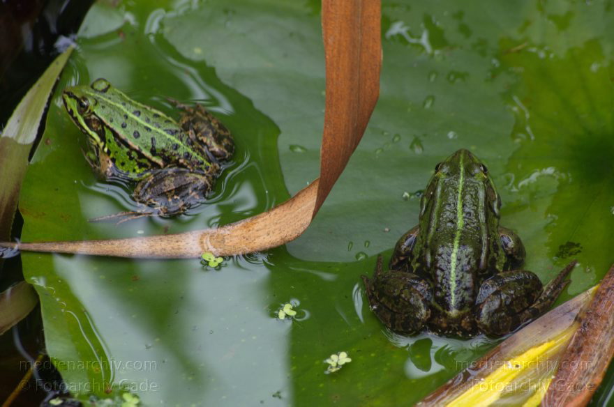 Brandenburg. Linum. Amphibien. Teichfrosch
15. 7. 2012. Brandenburg. Linum. Fauna. Tiere. Amphibien. Wasserfrosch, Teichfrosch (Pelophylax kl. esculentus, Pelophylax esculentus oder Rana esculenta) Ordnung: Froschlurche (Anura), Familie: Echte Frösche (Ranidae) Lurche (Amphibia)
Schlüsselwörter: Amphibien;Brandenburg;Frosch;Linum;Lurche;Pelophylax esculentus;Ranidae;Teichfrosch;2012;Wasserfrosch