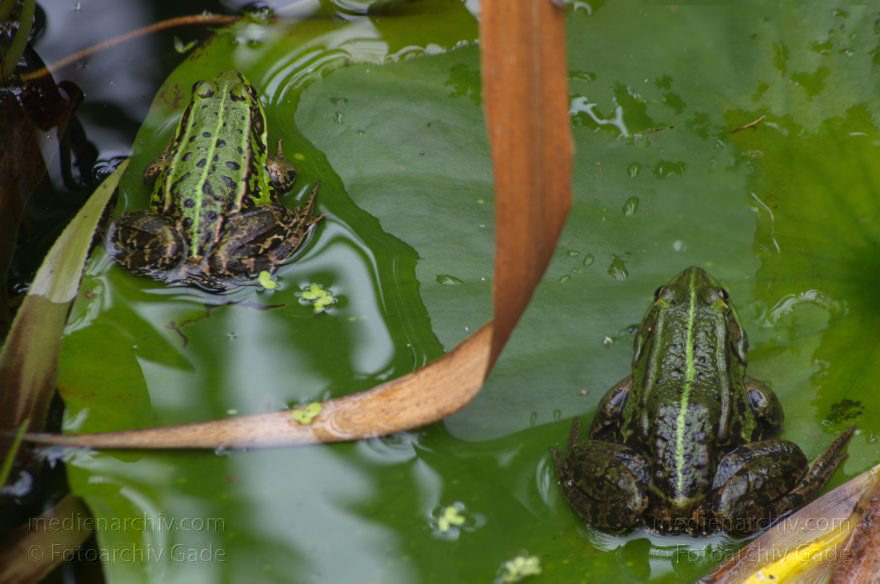 Brandenburg. Linum. Amphibien. Teichfrosch
15. 7. 2012. Brandenburg. Linum. Fauna. Tiere. Amphibien. Wasserfrosch, Teichfrosch (Pelophylax kl. esculentus, Pelophylax esculentus oder Rana esculenta) Ordnung: Froschlurche (Anura), Familie: Echte Frösche (Ranidae) Lurche (Amphibia)
Schlüsselwörter: Amphibien;Brandenburg;Frosch;Linum;Lurche;Pelophylax esculentus;Ranidae;Teichfrosch;2012;Wasserfrosch