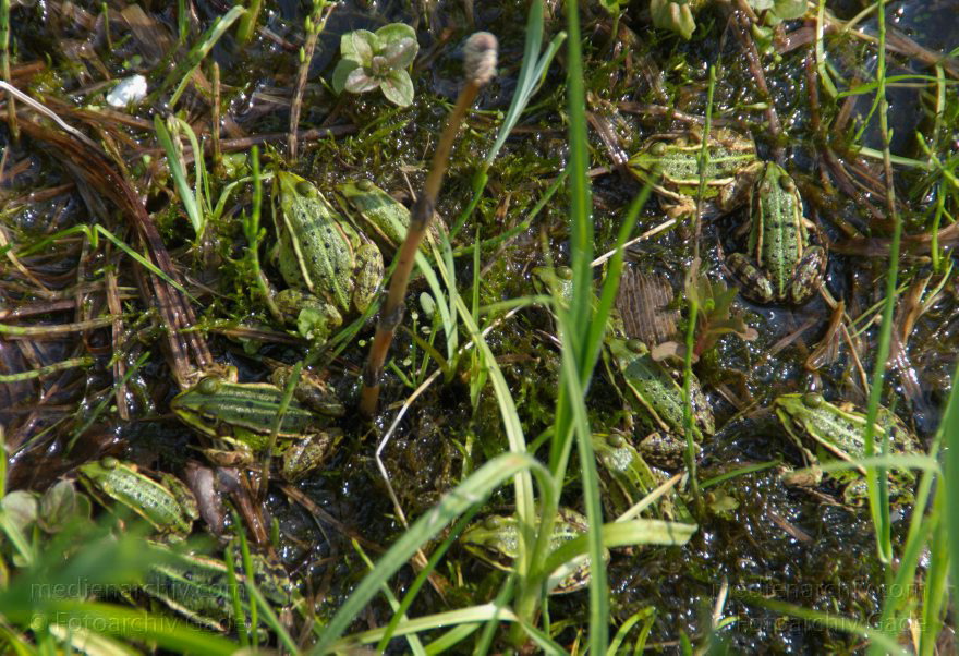 Teichfrösche im Gartentümpel der NABU Storchenschmiede
26. 4. 2014. Brandenburg. Linum. Versammlung von Teichfröschen im Gartentümpel der NABU Storchenschmiede. (Pelophylax kl. esculentus, Pelophylax esculentus oder Rana esculenta)
Schlüsselwörter: Amphibia;Brandenburg;Fauna;Flora;Frosch;Linum;Lurche;Pelophylax;Pflanzen;Teichfrosch;2014;Tiere