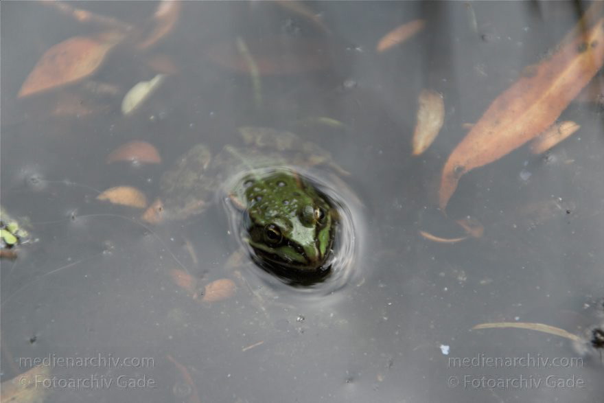 Mecklenburg-Vorpommern. Feldberger Seenlandschaft. Carwitz. Kröte
6. 7. 2010. Mecklenburg-Vorpommern. Feldberger Seenlandschaft. Carwitz. Fauna. Tiere. Amphibien. Frosch. Kröte
Schlüsselwörter: Carwitz;Fauna;Feldberger Seenlandschaft;Frosch;Kröte;Mecklenburg-Vorpommern;2010;Tiere