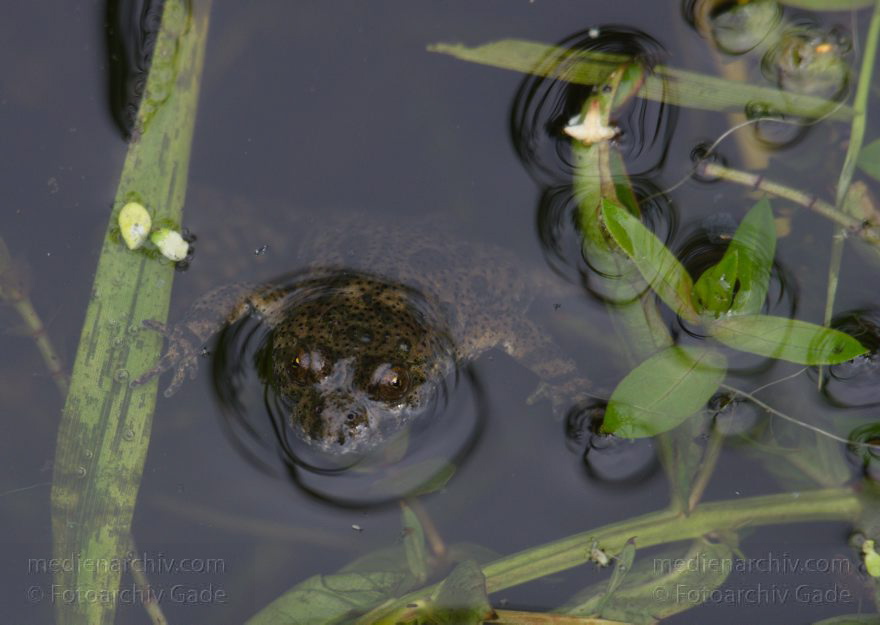 Brandenburg. Linum. Amphibien. Rotbauchunke (Bombina bombina)
28. 7. 2012. Brandenburg. Linum. Fauna. Tiere. Amphibien. Rotbauchunke (Bombina bombina), Froschlurche (Anura)
Schlüsselwörter: Amphibia;Amphibien;Bombina bombina;Brandenburg;Frosch;Linum;Lurche;2012;Rotbauchunke