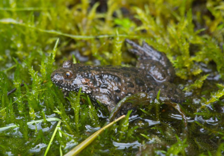 Brandenburg. Linum. Amphibien. Rotbauchunke (Bombina bombina)
28. 7. 2012. Brandenburg. Linum. Fauna. Tiere. Amphibien. Rotbauchunke (Bombina bombina), Froschlurche (Anura)
Schlüsselwörter: Amphibia;Amphibien;Bombina bombina;Brandenburg;Frosch;Linum;Lurche;2012;Rotbauchunke