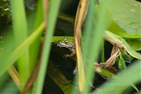 Amphibien-Frosch-20120623-063.jpg