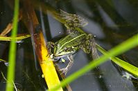 Amphibien-Frosch-20120623-066.jpg