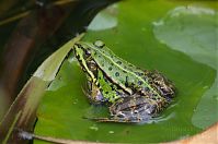 Amphibien-Frosch-20120715-081.jpg