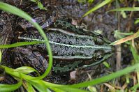 Amphibien-Frosch-20120715-082.jpg