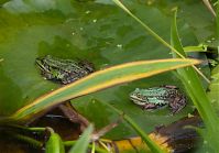 Amphibien-Frosch-20120715-083.jpg