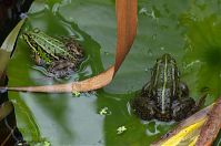 Amphibien-Frosch-20120715-084.jpg
