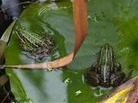 Amphibien-Frosch-20120715-084p.jpg