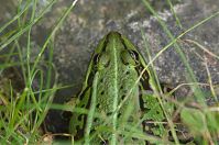 Amphibien-Frosch-20120728-186.jpg