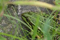 Amphibien-Frosch-20120728-189.jpg