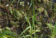 Amphibien-Frosch-20140426-110.jpg