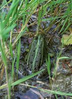 Amphibien-Kroete-20100702-15.jpg