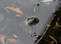 Amphibien-Kroete-20100706-106.jpg