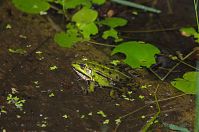 Amphibien-Kroete-20110704-097.jpg