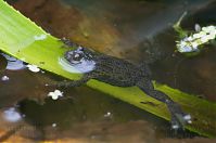 Amphibien-Rotbauchunke-20120715-227.jpg