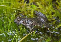 Amphibien-Rotbauchunke-20120728-215.jpg