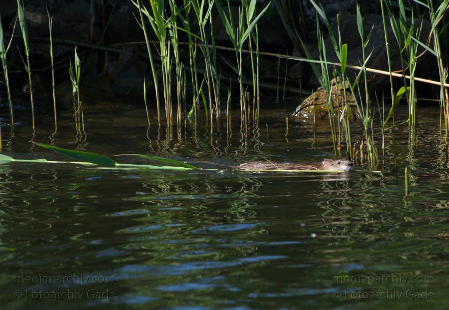 Brandenburg. Sacrow-Paretzer Kanal. Biber (Castoridae). Ein Biber schwimmt mit einem Schilfhalm
20. 5. 2012. Brandenburg. Sacrow-Paretzer Kanal. Fauna. Tiere. Biber (Castoridae). Ein Biber schwimmt mit einem Schilfhalm. Nagetiere (Rodentia)
Schlüsselwörter: Biber;Brandenburg;Castoridae;Fauna;Havel;Nagetier;Sacrow-Paretzer Kanal;2012;Tiere
