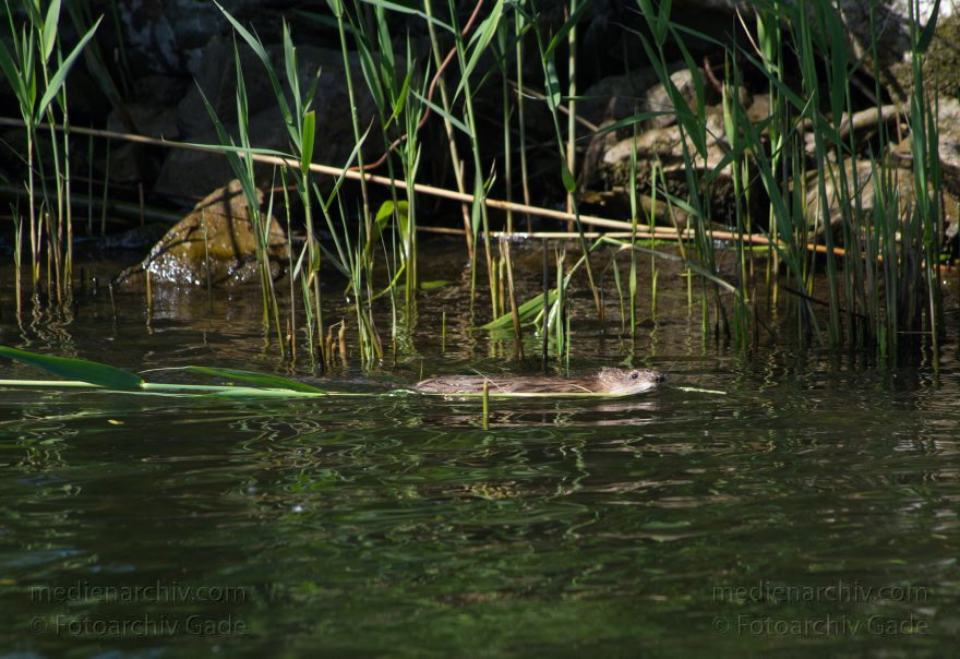 Brandenburg. Sacrow-Paretzer Kanal. Biber (Castoridae). Ein Biber schwimmt mit einem Schilfhalm
20. 5. 2012. Brandenburg. Sacrow-Paretzer Kanal. Fauna. Tiere. Biber (Castoridae). Ein Biber schwimmt mit einem Schilfhalm. Nagetiere (Rodentia)
Schlüsselwörter: Biber;Brandenburg;Castoridae;Fauna;Havel;Nagetier;Sacrow-Paretzer Kanal;2012;Tiere