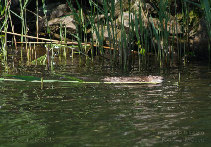 Brandenburg. Sacrow-Paretzer Kanal. Biber (Castoridae). Ein Biber schwimmt mit einem Schilfhalm
20. 5. 2012. Brandenburg. Sacrow-Paretzer Kanal. Fauna. Tiere. Biber (Castoridae). Ein Biber schwimmt mit einem Schilfhalm. Nagetiere (Rodentia)
Schlüsselwörter: Biber;Brandenburg;Castoridae;Fauna;Havel;Nagetier;Sacrow-Paretzer Kanal;2012;Tiere