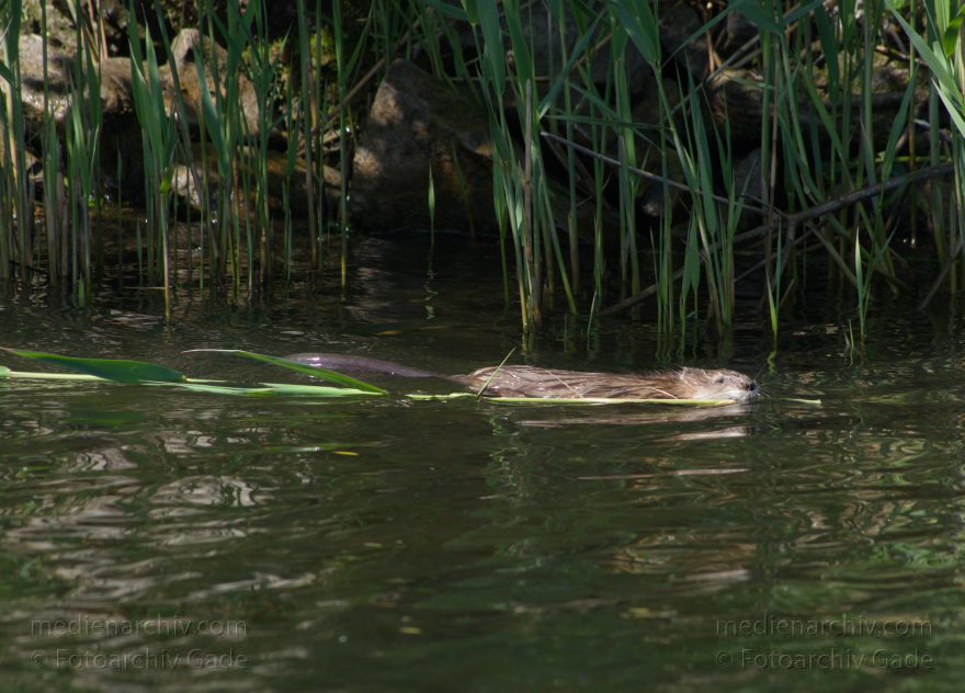 Brandenburg. Sacrow-Paretzer Kanal. Biber (Castoridae). Ein Biber schwimmt mit einem Schilfhalm
20. 5. 2012. Brandenburg. Sacrow-Paretzer Kanal. Fauna. Tiere. Biber (Castoridae). Ein Biber schwimmt mit einem Schilfhalm. Nagetiere (Rodentia)
Schlüsselwörter: Biber;Brandenburg;Castoridae;Fauna;Havel;Nagetier;Sacrow-Paretzer Kanal;2012;Tiere