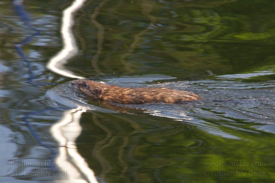 Berlin. Tegel. Tegeler See. Biber. Castor
5. 5. 2013. Berlin. Tegel. Tegeler See. Fauna. Tiere. Schwimmender Biber (Castoridae)
Schlüsselwörter: Berlin;Biber;Castor;Castoridae;Tegel;2013;Tegeler See