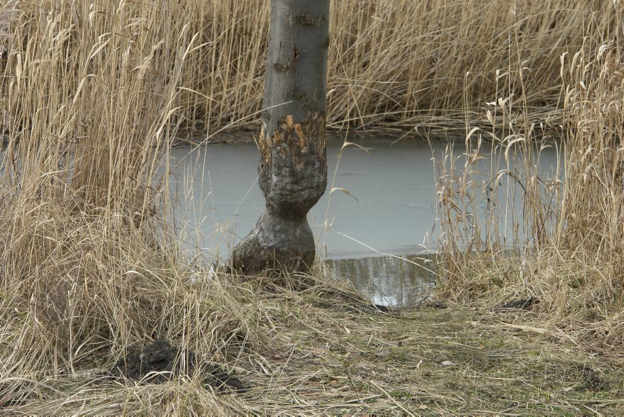 Brandenburg. Linum
8. 2. 2014. Brandenburg. Linum. An den Teichen. Biberbisse an einem Baum
Schlüsselwörter: Biberbiss;Brandenburg;Gras;Linum;2014;Schilf
