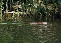 Dateiname=Biber-20120520-521.jpg
Dateigröße=244KB
Abmessungen: 880x615
hinzugefügt am: 06. Januar 2016 Biber-20120520-521.jpg