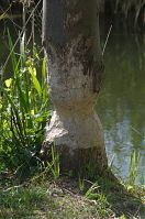 Dateiname=Biber-20120617-001.jpg
Dateigröße=249KB
Abmessungen: 584x880
hinzugefügt am: 06. Januar 2016 Biber-20120617-001.jpg