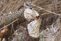 Dateiname=Biber-20140323-110.jpg
Dateigröße=222KB
Abmessungen: 880x586
hinzugefügt am: 06. Januar 2016 Biber-20140323-110.jpg