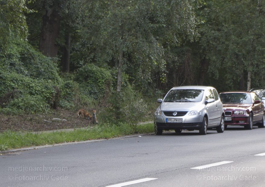 Berlin. Junge Füchse. Fuchs
7. 8. 2011. Berlin. Junger Fuchs am Straßenrand. Tiere. Fauna
Schlüsselwörter: Berlin;Fauna;Fuchs;Füchse;Tiere;2011;Wedding;Mitte
