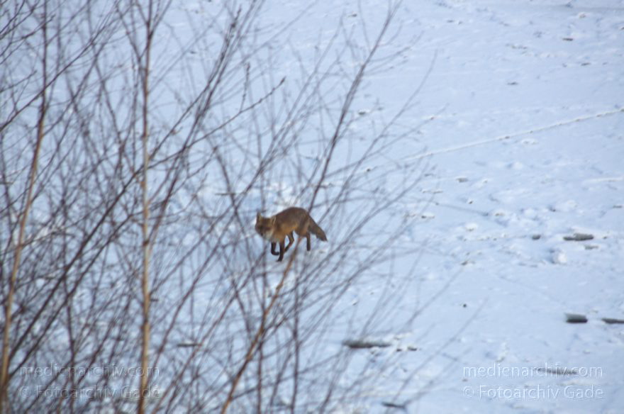 Fuchs am Berlin-Spandauer-Schifffahrtskanal
6. 2. 2012. Berlin. Fuchs am Berlin-Spandauer-Schifffahrtskanal. Winter. Schnee. Tier. Fauna
Schlüsselwörter: Berlin;Fauna;Fuchs;Füchse;Rotfuchs;Schnee;Tiere;2012;Winter;Mitte