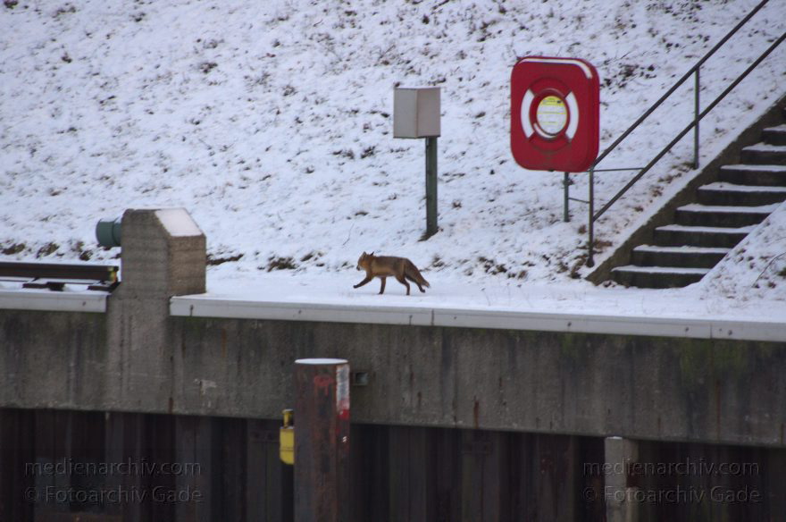 Fuchs am Berlin-Spandauer-Schifffahrtskanal
6. 2. 2012. Berlin. Fuchs am Berlin-Spandauer-Schifffahrtskanal. Winter. Schnee. Tier. Fauna
Schlüsselwörter: Berlin;Fauna;Fuchs;Füchse;Rotfuchs;Schnee;Tiere;Treppe;2012;Winter;Mitte