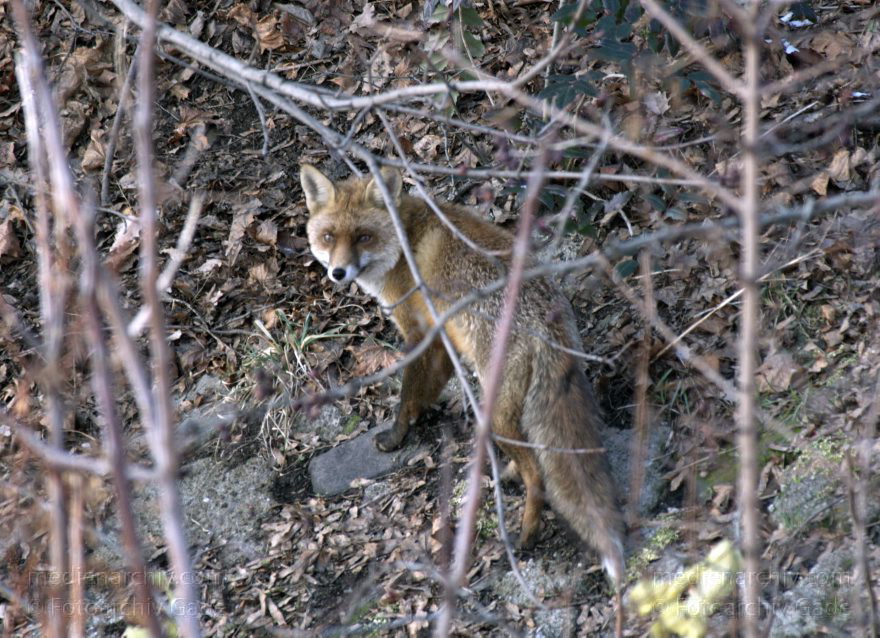 Fuchs
10. 2. 2012. Berlin. Fuchs am Berlin-Spandauer-Schifffahrtskanal. Tier. Fauna
Schlüsselwörter: Berlin;Fauna;Fuchs;Füchse;Rotfuchs;2012;Tiere;Mitte