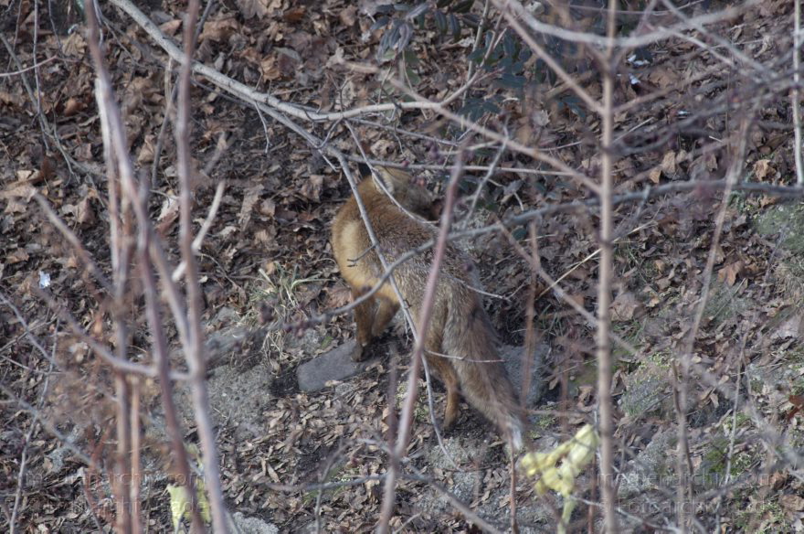 Fuchs
10. 2. 2012. Berlin. Fuchs am Berlin-Spandauer-Schifffahrtskanal. Tier. Fauna
Schlüsselwörter: Berlin;Fauna;Fuchs;Füchse;Rotfuchs;2012;Tiere;Mitte
