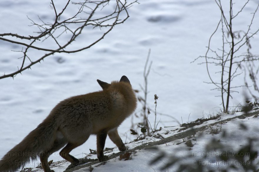 Fuchs
10. 2. 2012. Berlin. Fuchs am Berlin-Spandauer-Schifffahrtskanal. Winter. Schnee. Tier. Fauna
Schlüsselwörter: Berlin;Fauna;Fuchs;Füchse;Rotfuchs;2012;Tiere;Mitte