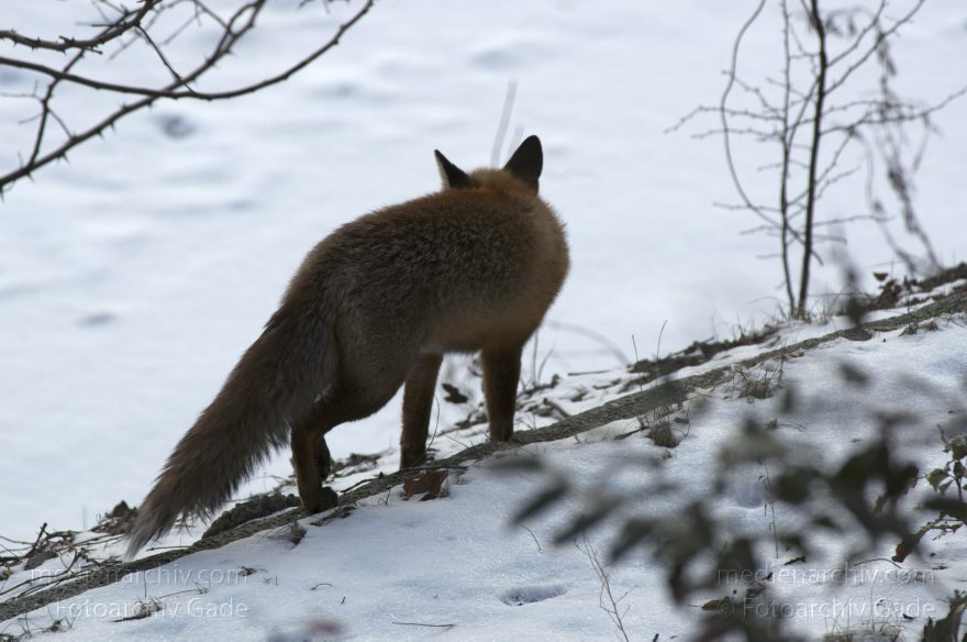 Fuchs
10. 2. 2012. Berlin. Fuchs am Berlin-Spandauer-Schifffahrtskanal. Winter. Schnee. Tier. Fauna
Schlüsselwörter: Berlin;Fauna;Fuchs;Füchse;Rotfuchs;2012;Tiere;Mitte