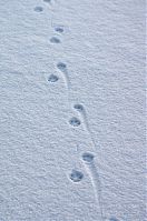 Fuchs-20120204-048.jpg